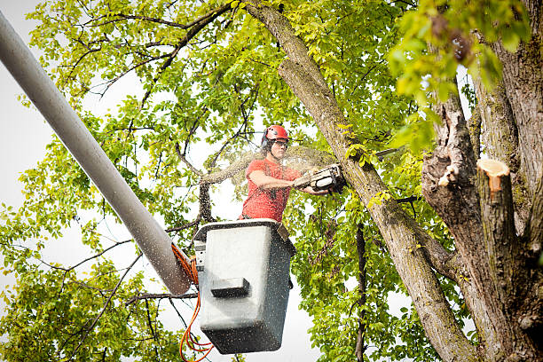 Best Stump Grinding Near Me  in Bally, PA